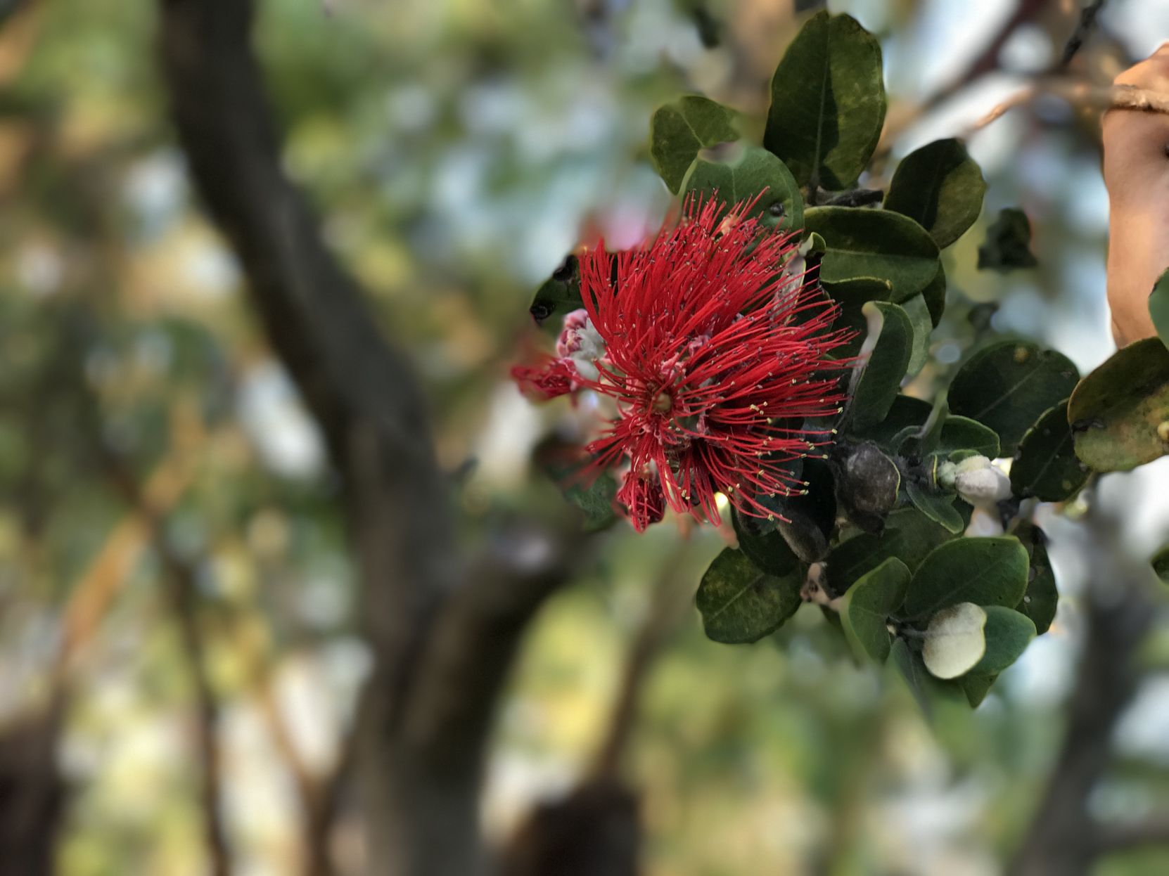 ‘Ōhi‘a